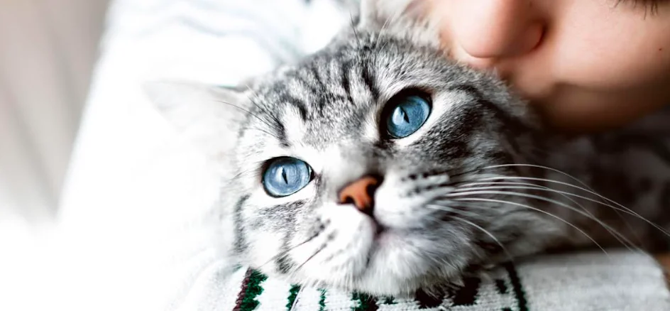 Vivere al meglio con il proprio pet